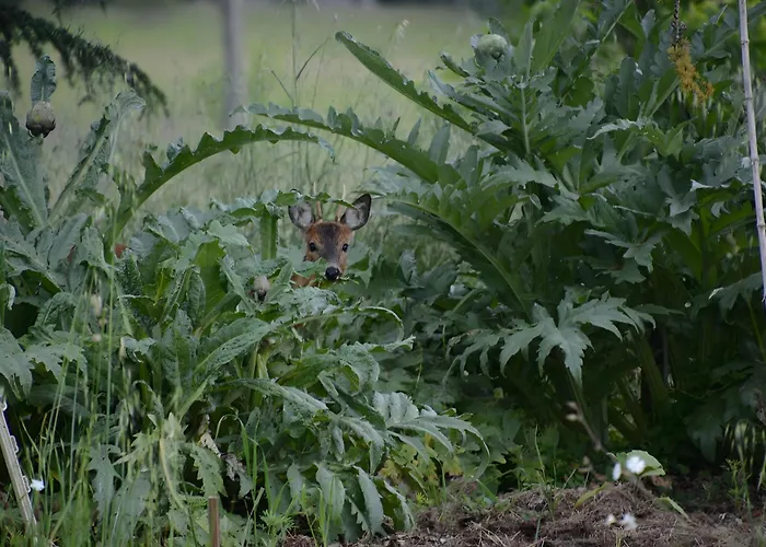 Le Galet Du Chant Du Buc Casa de Férias *